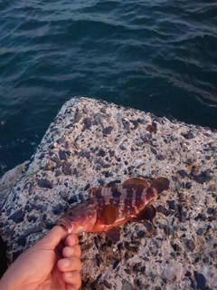 キジハタの釣果