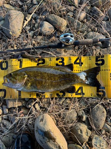 スモールマウスバスの釣果