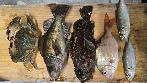 クロメバルの釣果