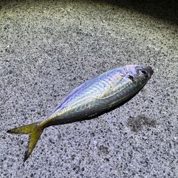アジ
