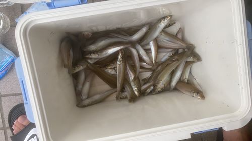 シロギスの釣果