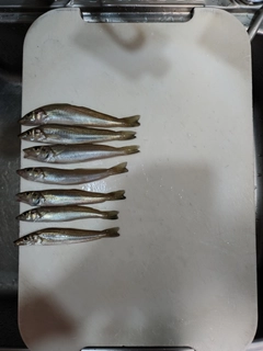 キスの釣果