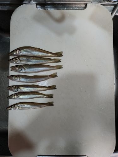 キスの釣果