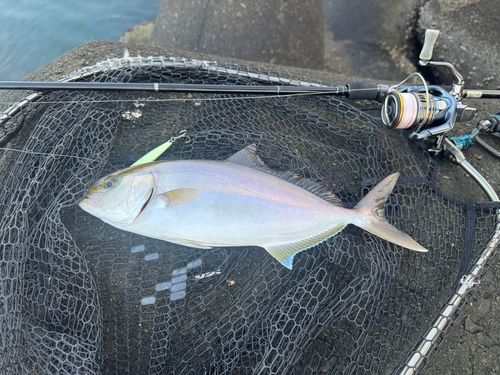 カンパチの釣果