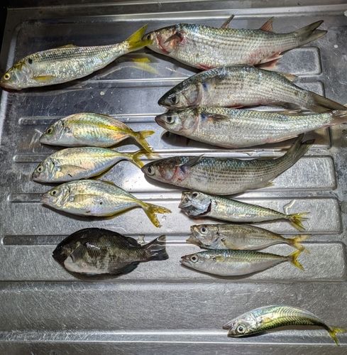 ボラの釣果