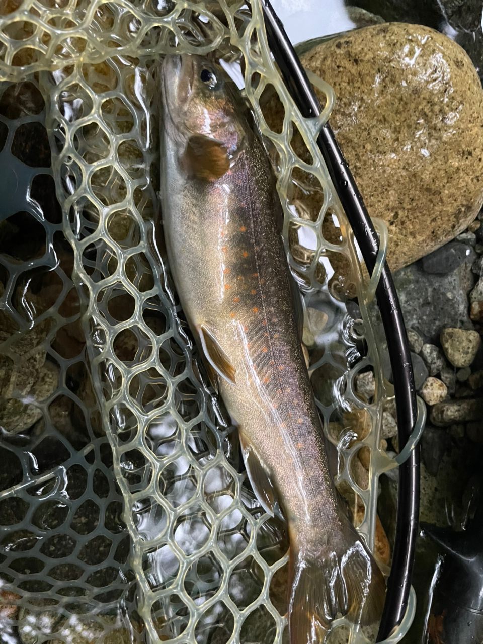 SMITH ビースティッキー ヒロ本山モデルの最安値・インプレ・釣果