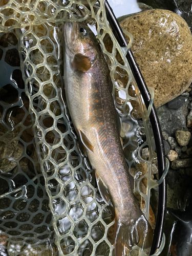 イワナの釣果