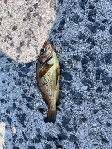 シロメバルの釣果
