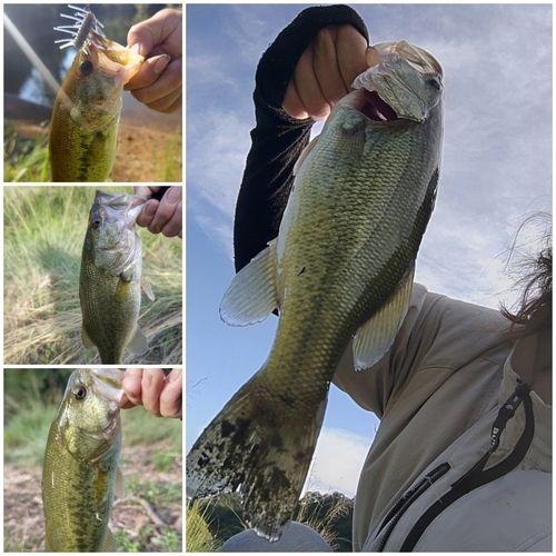 ブラックバスの釣果