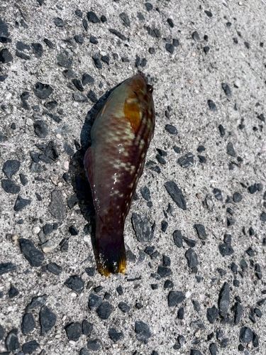 ベラの釣果