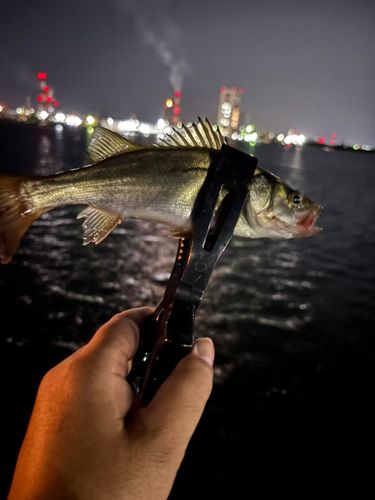 セイゴ（ヒラスズキ）の釣果