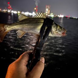 セイゴ（ヒラスズキ）