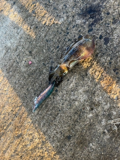 釣果