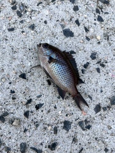 クロスズメダイの釣果
