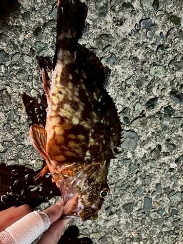 カサゴの釣果
