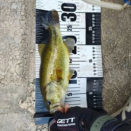 ラージマウスバス