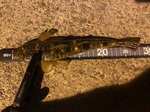 マゴチの釣果