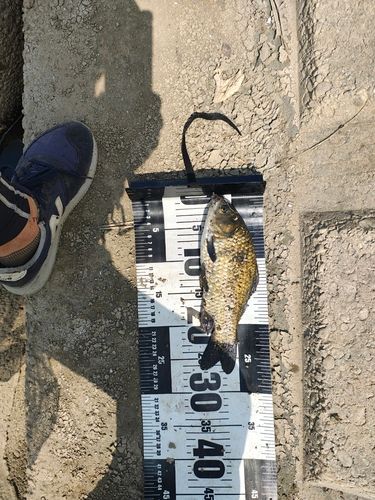 フナの釣果