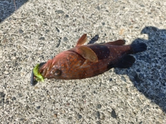 キジハタの釣果