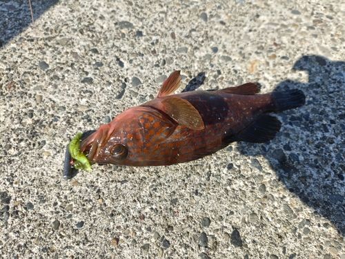 キジハタの釣果
