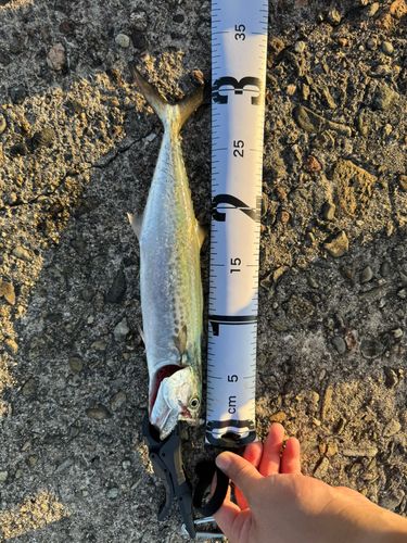 サゴシの釣果