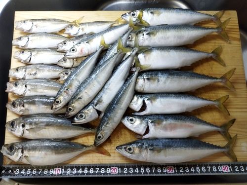 アジの釣果