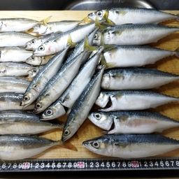 アジ