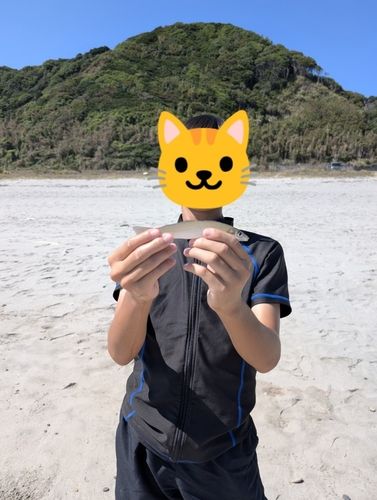 キスの釣果