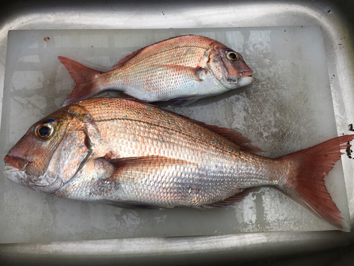 マダイの釣果