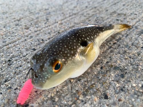 クサフグの釣果
