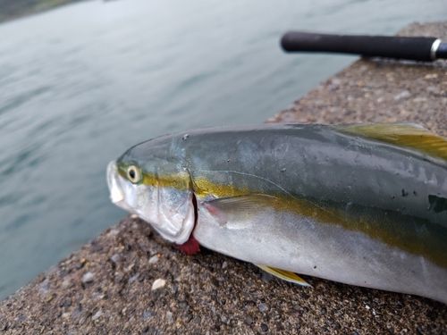 フクラギの釣果