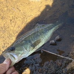 ラージマウスバス