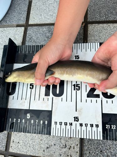 ウナギの釣果