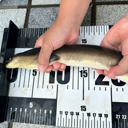 ウナギ