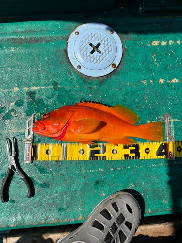 アカハタの釣果