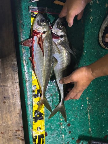 マアジの釣果