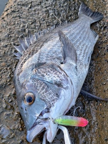 チヌの釣果