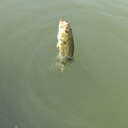 ラージマウスバス