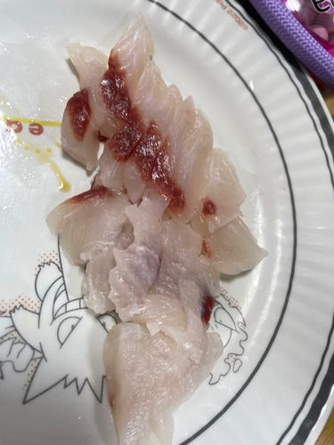 ボラの釣果