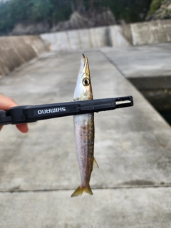 カマスの釣果
