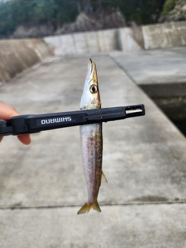 カマスの釣果