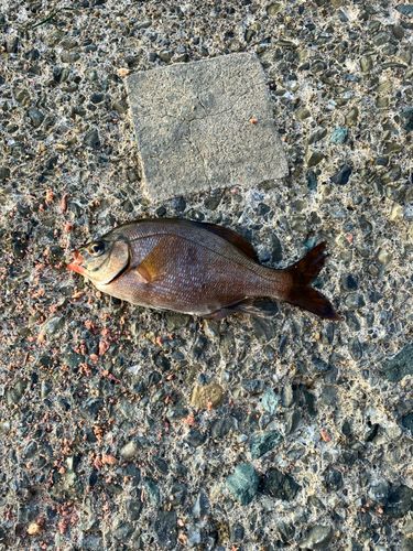 ウミタナゴの釣果