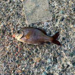 ウミタナゴ