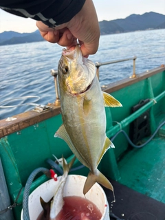 カンパチの釣果