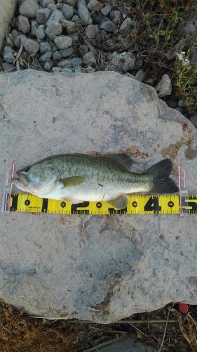 ブラックバスの釣果