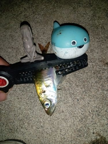 マアジの釣果