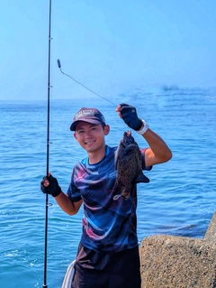 イシガキダイの釣果