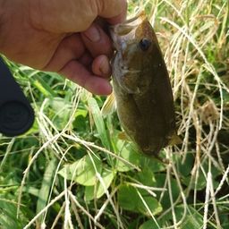 スモールマウスバス