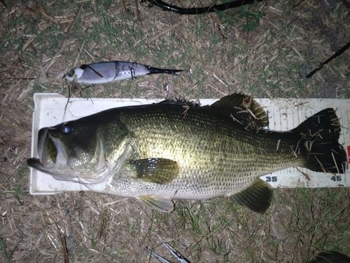ラージマウスバスの釣果