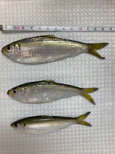 サッパの釣果